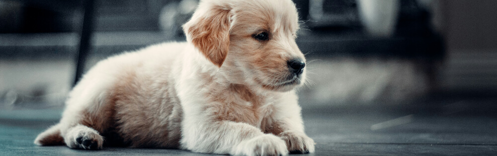Hundeversicherungen Ein kleiner, flauschiger Golden Retriever Welpe liegt entspannt auf dem Boden. Der Welpe hat ein weiches, cremefarbenes Fell und schaut aufmerksam in die Ferne.